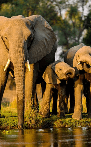herd near a water body