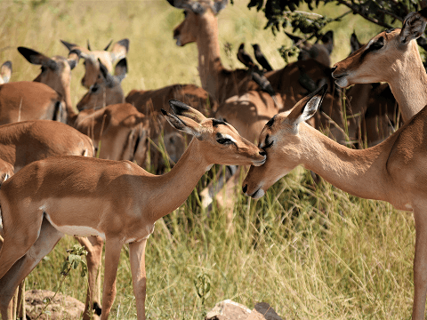 Animals category