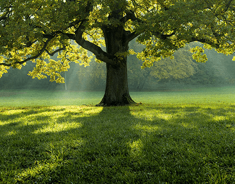 Shade under the tree